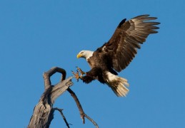 39 個鷹的夢境解讀：夢見老鷹、夢見殺鷹、夢見白鷹、夢見黑鷹、夢見養鷹