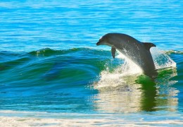 20 種海豚夢境解讀：夢見與海豚一起游泳、夢見騎海豚、夢見抓海豚。。。