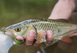 夢見抓魚是什麼意思？夢境預示什麼