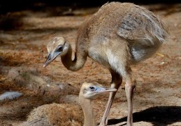 23 個鴕鳥夢含義：​夢見鴕鳥、夢見喂鴕鳥、夢見小鴕鳥，夢見鴕鳥蛋