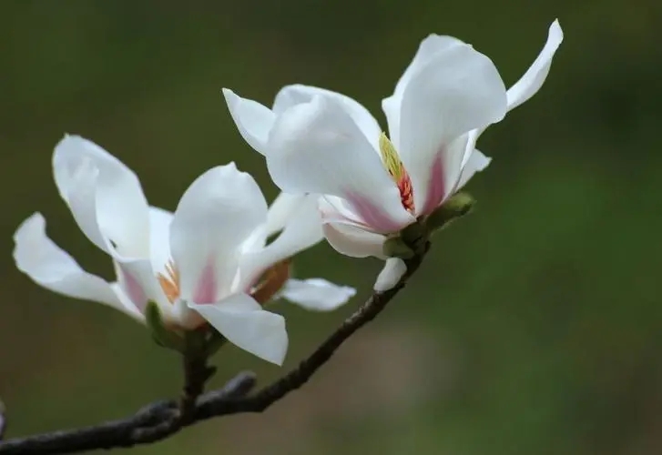 夢見木蘭花是什麼意思？夢境預示什麼