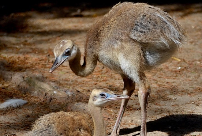 23 個鴕鳥夢含義：​夢見鴕鳥、夢見喂鴕鳥、夢見小鴕鳥，夢見鴕鳥蛋