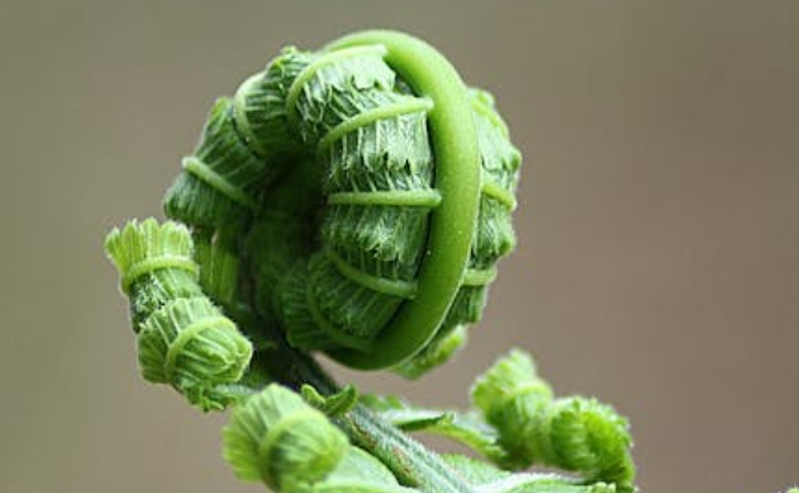 30 個夢見蕨類植物的解析：夢見吃蕨類植物， 夢見採摘蕨類植物， 夢見挖蕨類植物